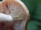 Lactarius chrysorrheus image