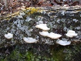Trametes gibbosa image