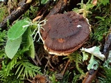 Coltricia perennis image