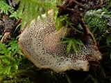 Coltricia perennis image