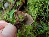 Coltricia perennis image