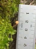 Flammulaster carpophilus var. rhombosporus image