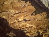 Trametopsis cervina image