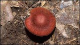 Cortinarius marylandensis image