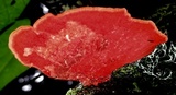 Pycnoporus sanguineus image