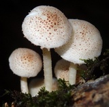 Ripartitella brasiliensis image