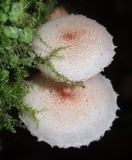Ripartitella brasiliensis image