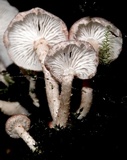 Ripartitella brasiliensis image