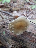 Ampulloclitocybe clavipes image