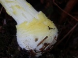Amanita frostiana image