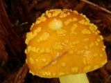 Amanita frostiana image