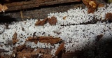 Ceratiomyxa fruticulosa var. fruticulosa image