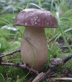 Xanthoconium purpureum image