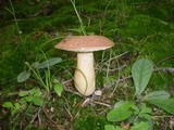 Xanthoconium purpureum image