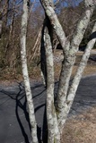 Parmotrema reticulatum image