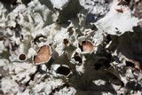 Parmotrema reticulatum image
