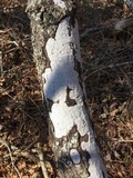 Biscogniauxia atropunctata image