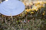 Cladonia didyma image