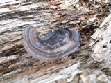 Nigroporus vinosus image