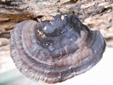 Nigroporus vinosus image