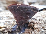 Nigroporus vinosus image