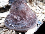 Nigroporus vinosus image