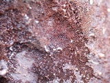 Nigroporus vinosus image