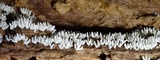 Ceratiomyxa fruticulosa var. fruticulosa image