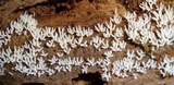 Ceratiomyxa fruticulosa var. fruticulosa image