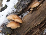 Sarcomyxa serotina image