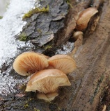 Sarcomyxa serotina image