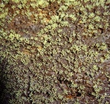 Ceratiomyxa fruticulosa var. fruticulosa image