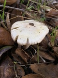 Inocybe insinuata image
