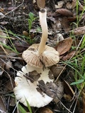 Inocybe insinuata image