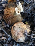 Lactarius argillaceifolius image