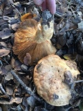 Lactarius argillaceifolius image