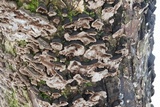 Fuscocerrena portoricensis image