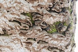 Fuscocerrena portoricensis image