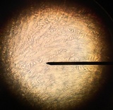 Otidea onotica image