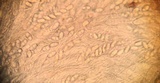 Otidea onotica image