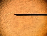 Otidea onotica image