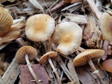 Pholiotina utricystidiata image