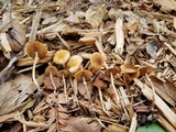 Pholiotina utricystidiata image