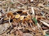 Pholiotina utricystidiata image