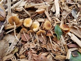 Pholiotina utricystidiata image