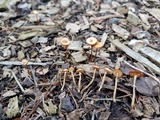 Conocybe rugosa image