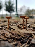 Conocybe rugosa image