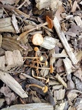 Conocybe rugosa image