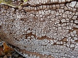Xylobolus frustulatus image