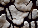 Xylobolus frustulatus image